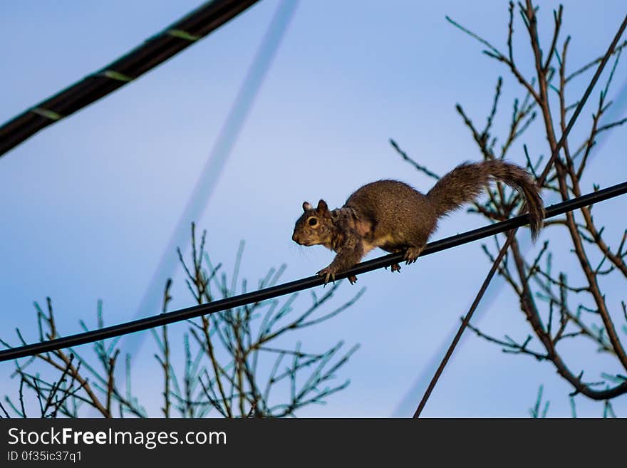 Squirell on a Power Line