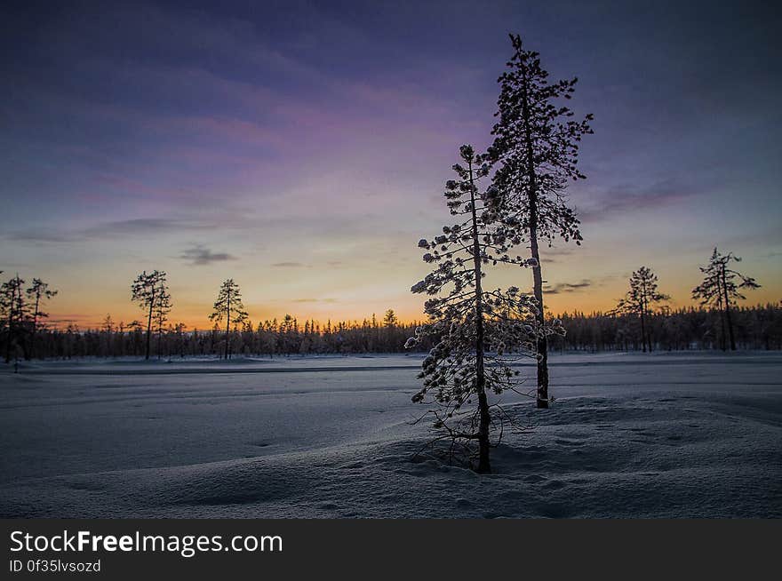 Sunset through pine trees over snow covered field. Sunset through pine trees over snow covered field.