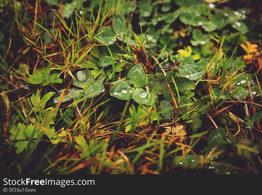 Clover in the grass