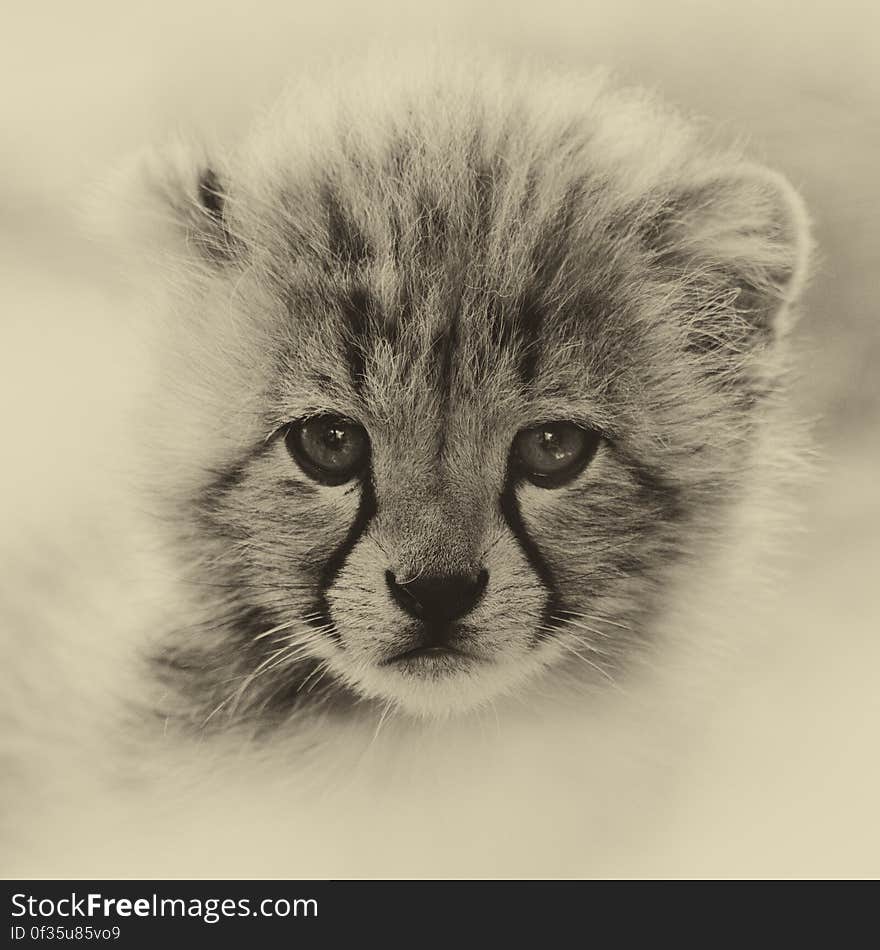 Cheetah cub