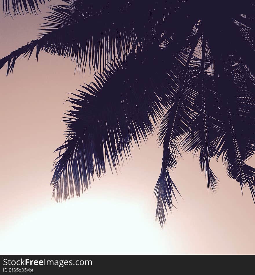 Silhouette of Coconut Tree