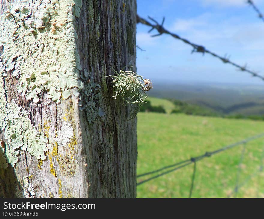 Moss and lichen on a post. Moss and lichen on a post