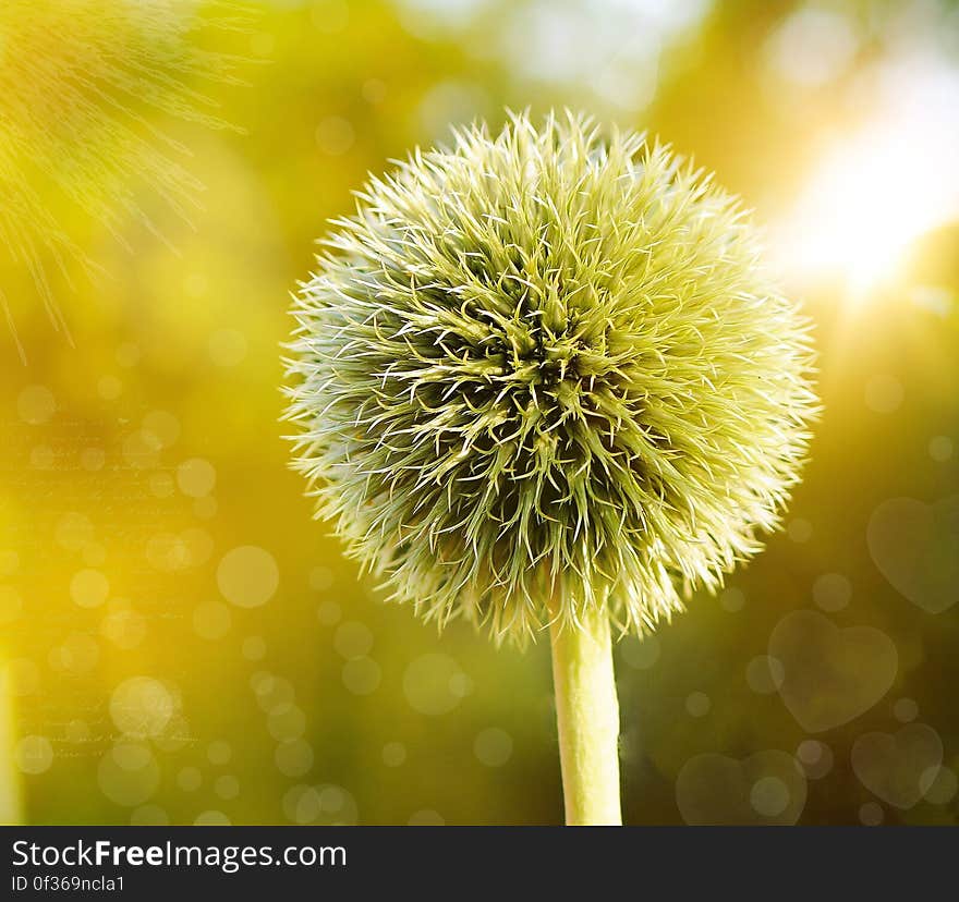 Echinops bannaticus, blue globe-thistle flower in the sun. Echinops bannaticus, blue globe-thistle flower in the sun.