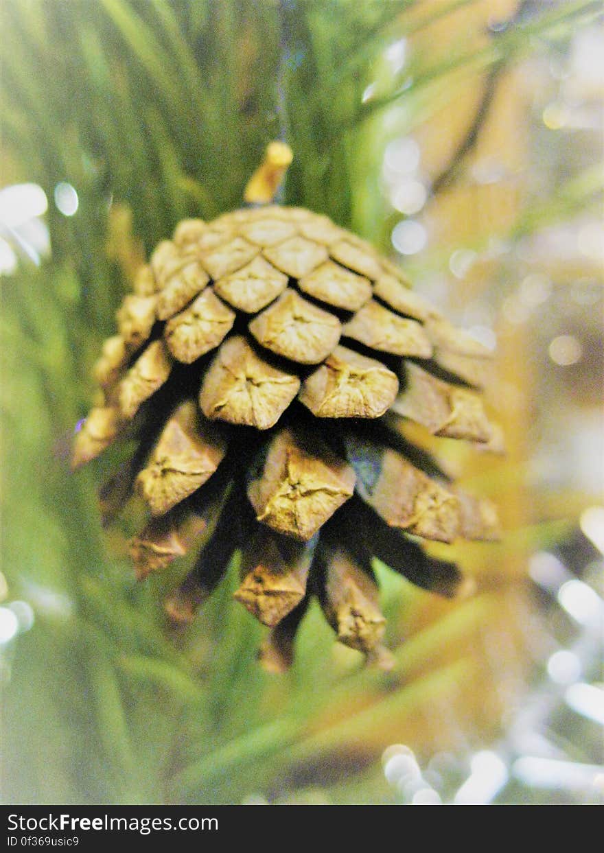 Close up of pine cone on tree.