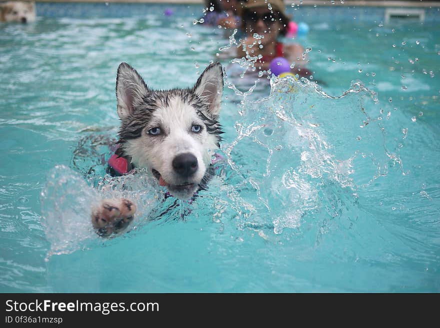 Black and White Dog Swimming on Pol