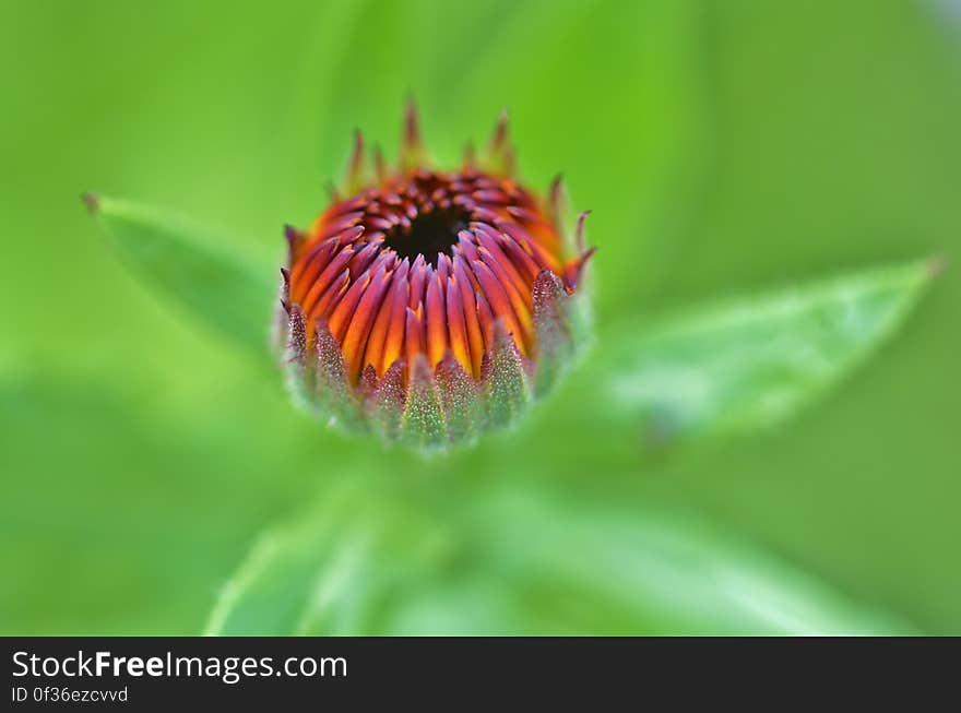 Shallow Photo of Yellow and Purple Flower