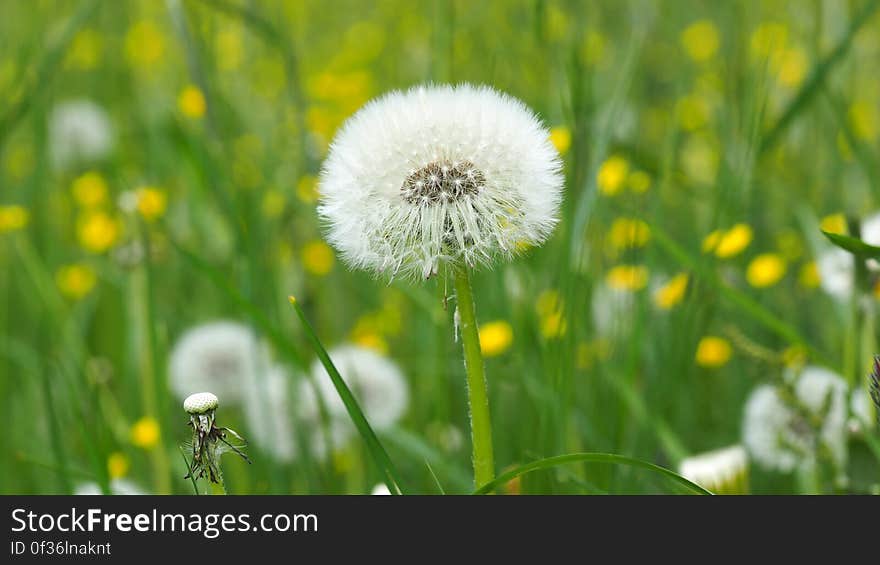 Dandelion on Green Grass Field in Shallow Focus Lens