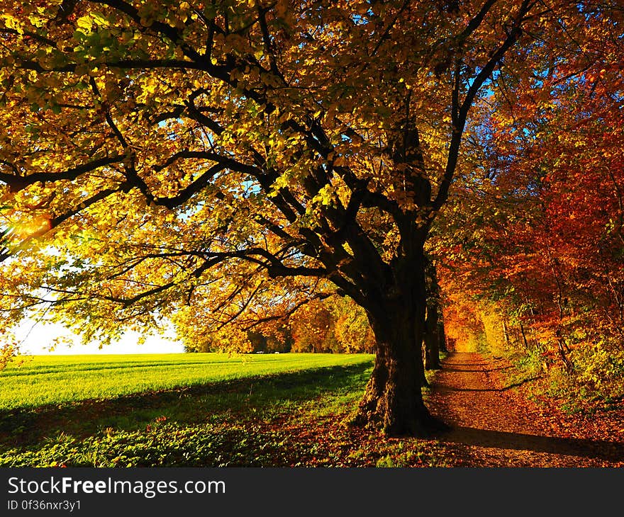 Autumn trees with colorful leaves.