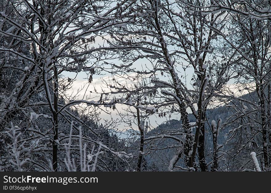 A view of trees and foliage in the winter. A view of trees and foliage in the winter.