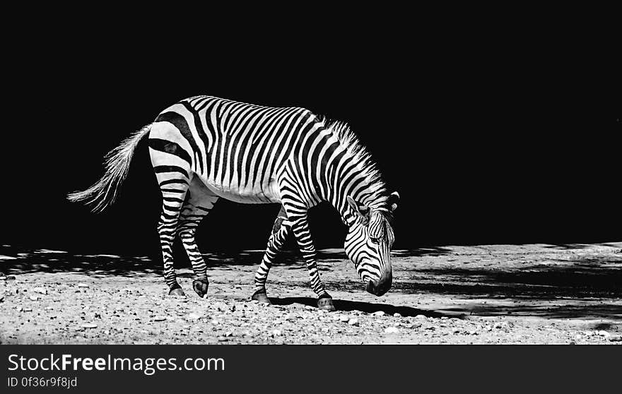 A black and white photo of a zebra walking. A black and white photo of a zebra walking.