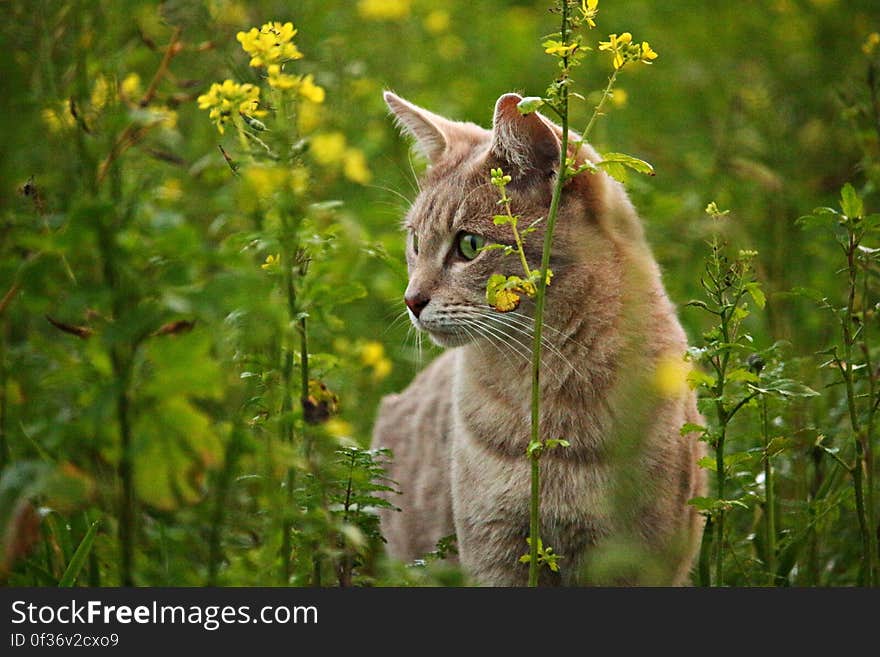 A cat outdoors on a green field. A cat outdoors on a green field.