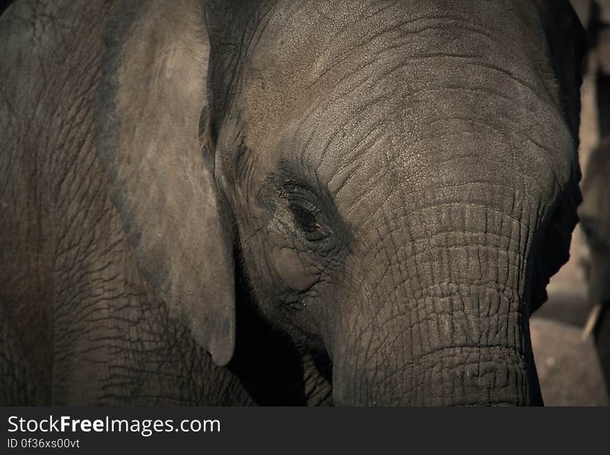 A close up of an elephant. A close up of an elephant.