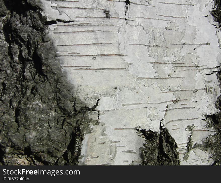 Hintergrund Background Birke Baum Material Holz