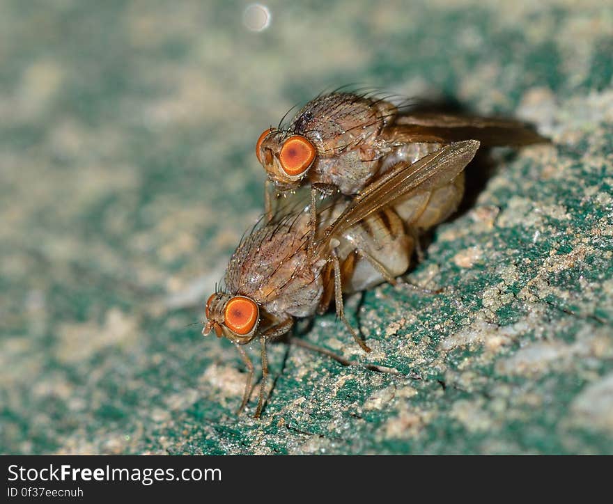 Botflies Mating Close Up Photography