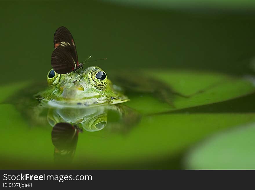 Long Wing Butterfly on Frog Head Soak on Water