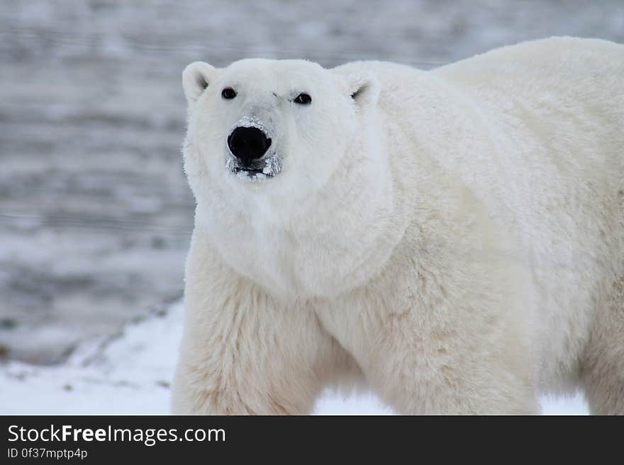 Close Photography of White Polar Bear