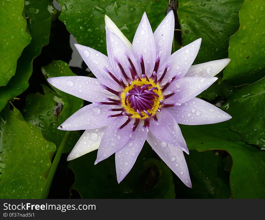 Purple and White Petals Flower