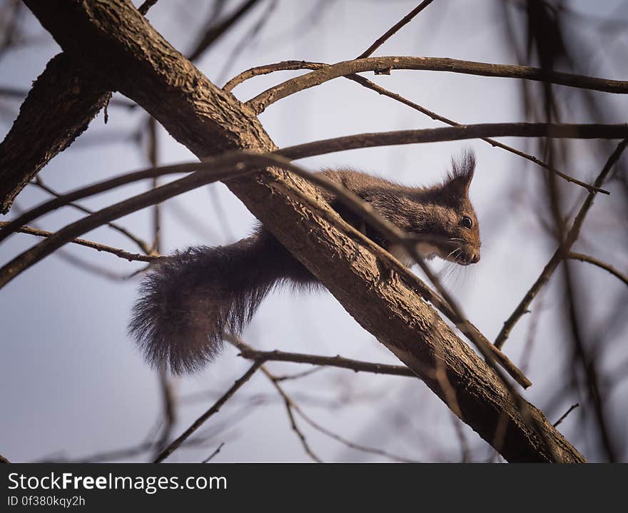 A close up of a squirrel on a branch of a leafless tree. A close up of a squirrel on a branch of a leafless tree.