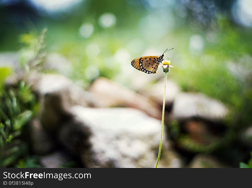 An orange butterfly with black and white spots pollinating a flower. An orange butterfly with black and white spots pollinating a flower.