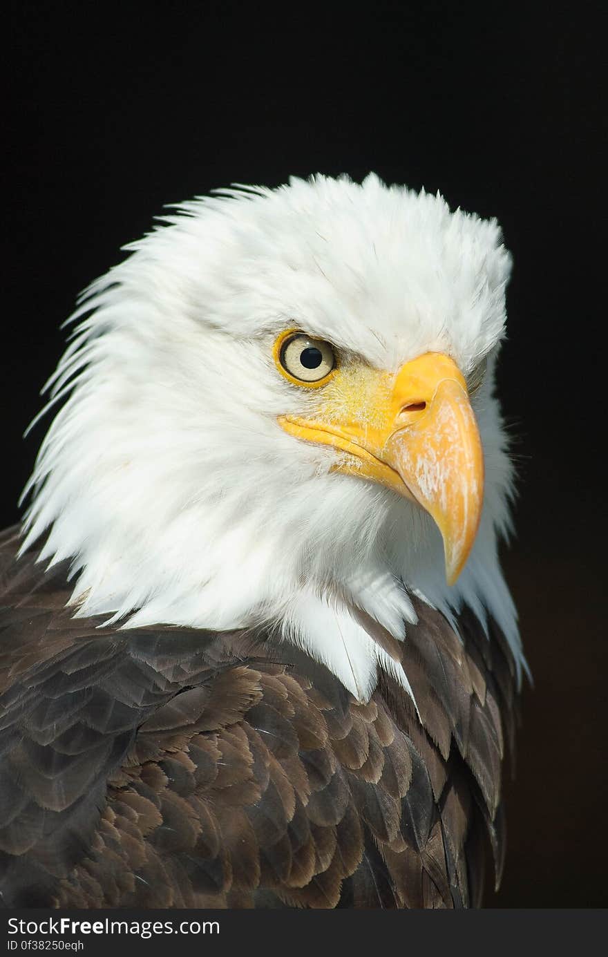 Black and White Eagle