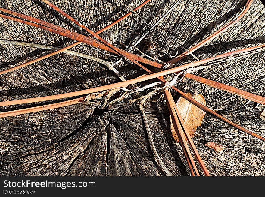 Radials and Transects