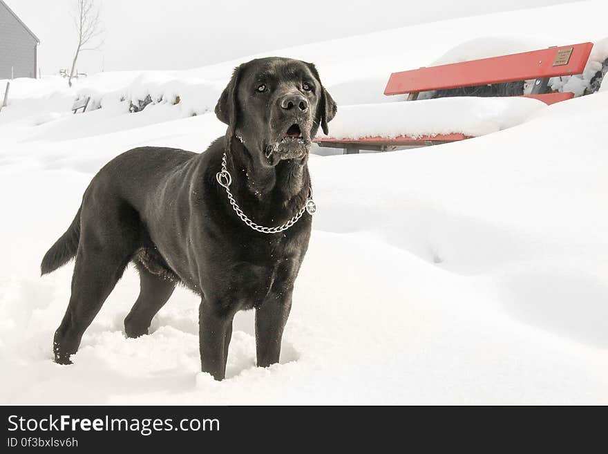 Black Labrador retriever standing outdoors in snow. Black Labrador retriever standing outdoors in snow.