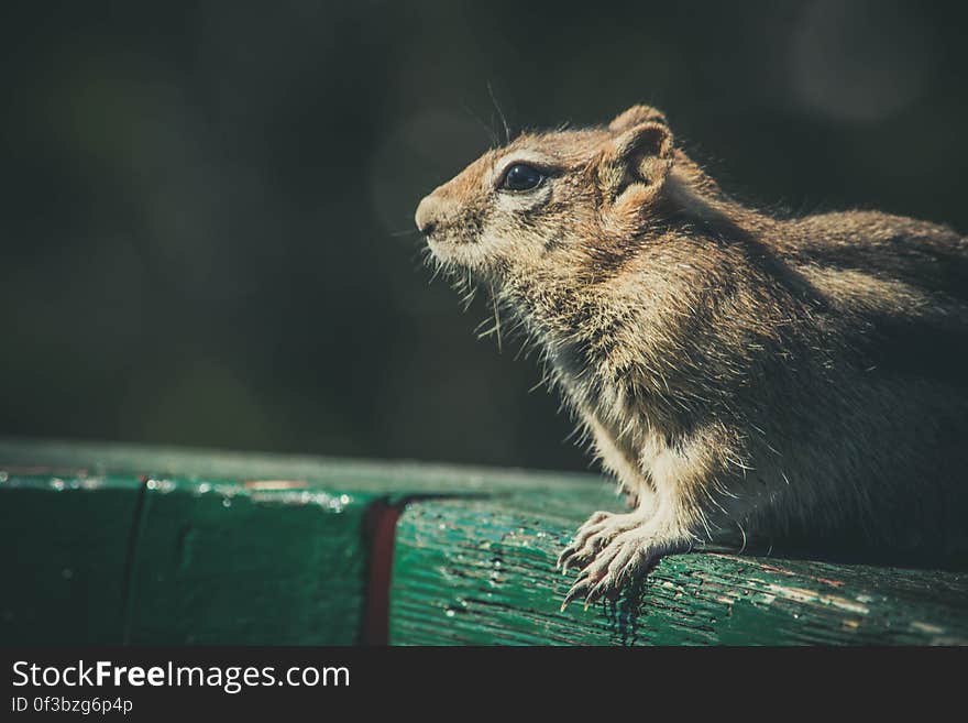 A portrait of a chipmunk on a wooden surface. A portrait of a chipmunk on a wooden surface.