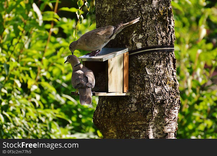 2 Brown Pigeons on Brown Tree during Daytime