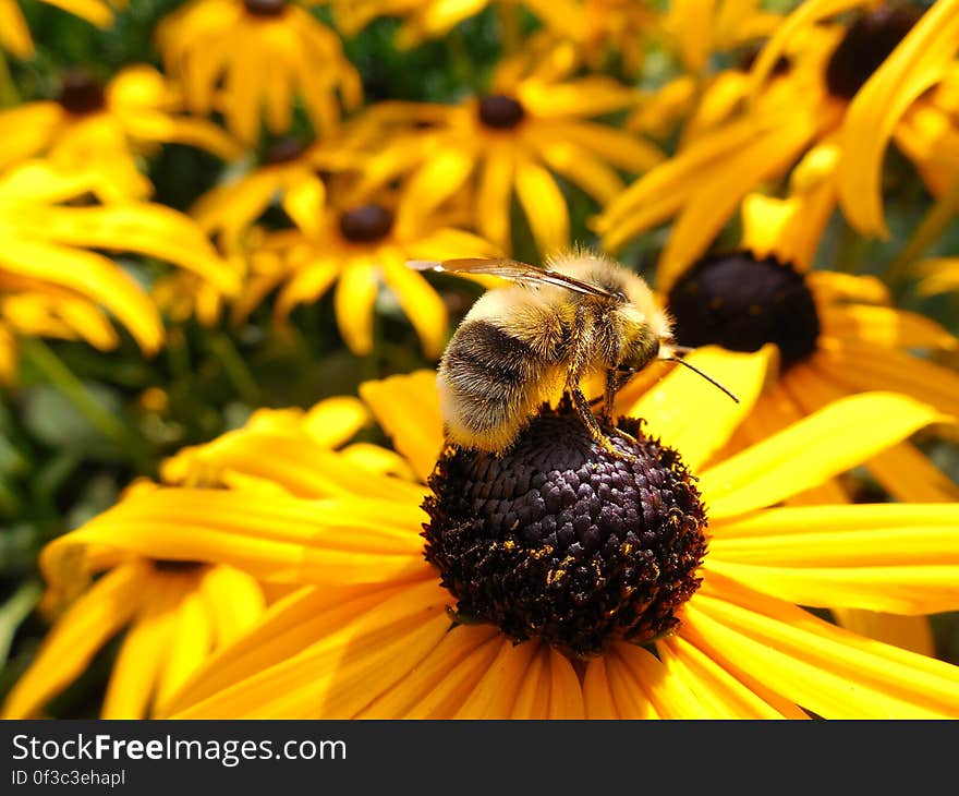 Close up of honey bee on brown stamen of yellow flower in sunny garden. Close up of honey bee on brown stamen of yellow flower in sunny garden.