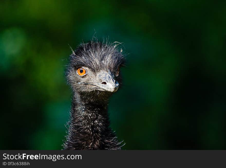 Emu