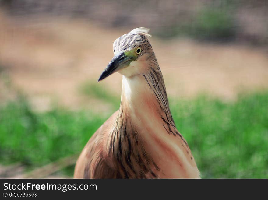 Portrait of a brown and white bird standing outdoors on sunny day. Portrait of a brown and white bird standing outdoors on sunny day.