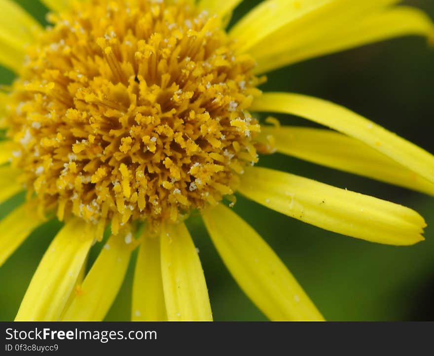 my first true macro. I need to know the name of the plant. Anyone?. my first true macro. I need to know the name of the plant. Anyone?