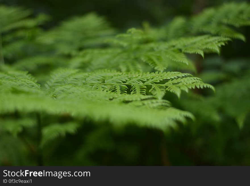 Close up of green fern leaves in sunny garden.