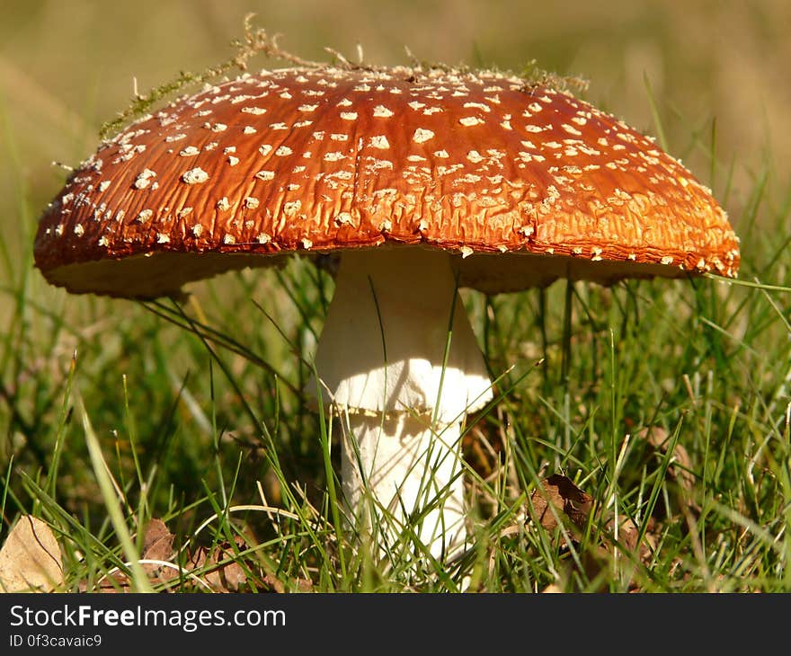 Brown and White Mushroom on Green Grass at Daytime