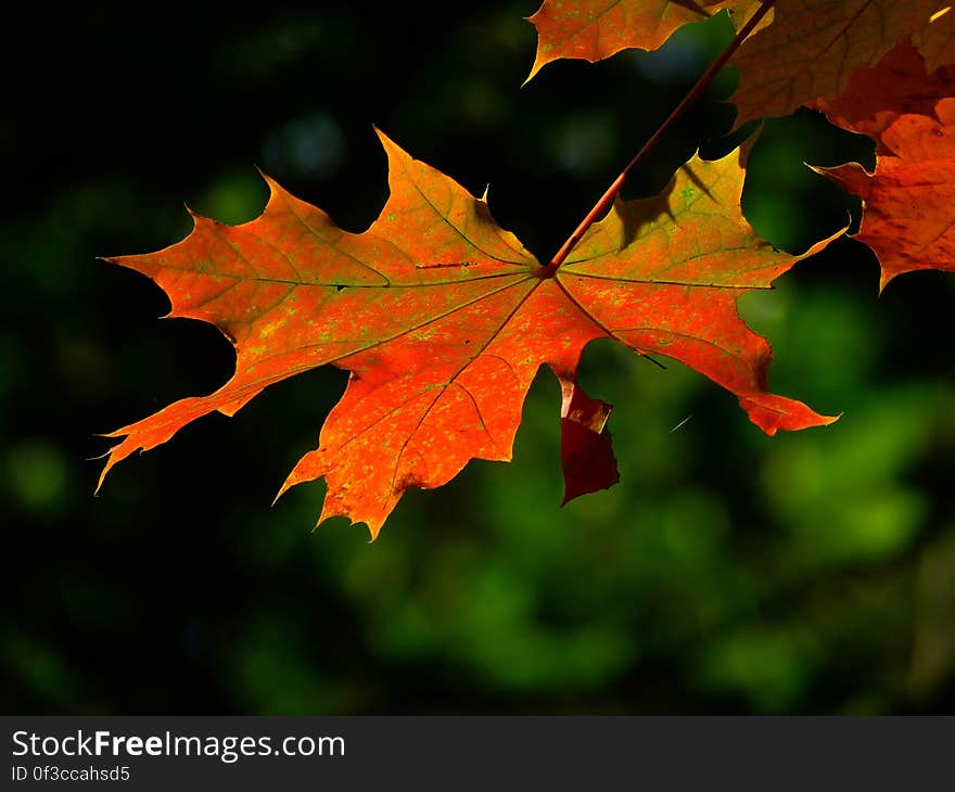 Autumn Leaves