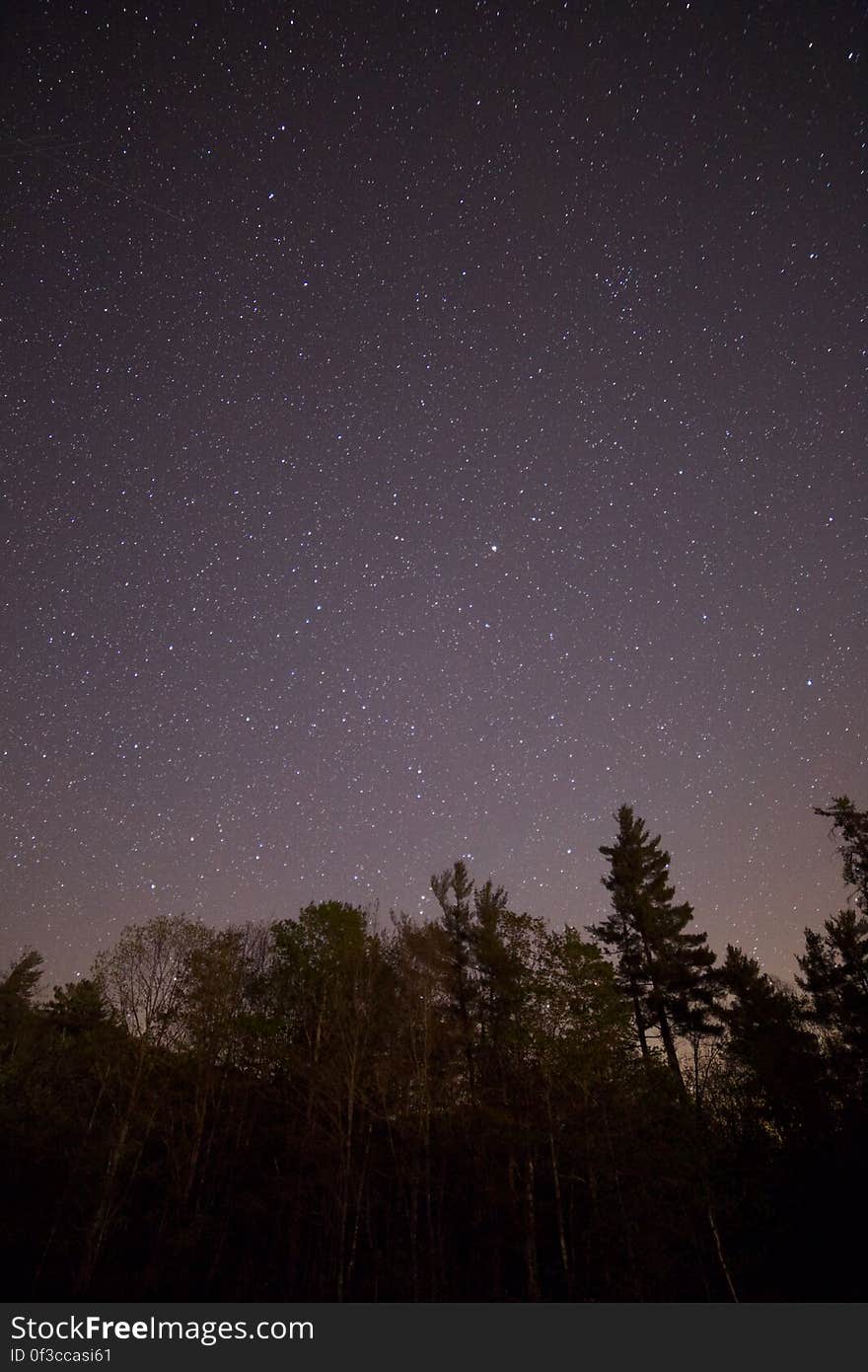 Tall Trees during Night Time