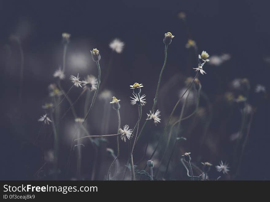 Close up of white wildflowers in field against grey skies.