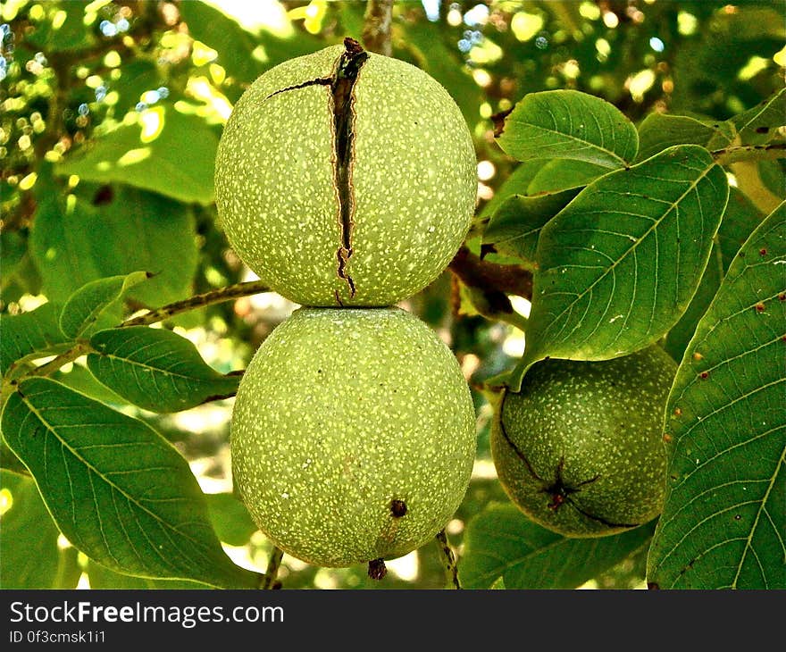 Green Round Fruit Macro Shot Photography