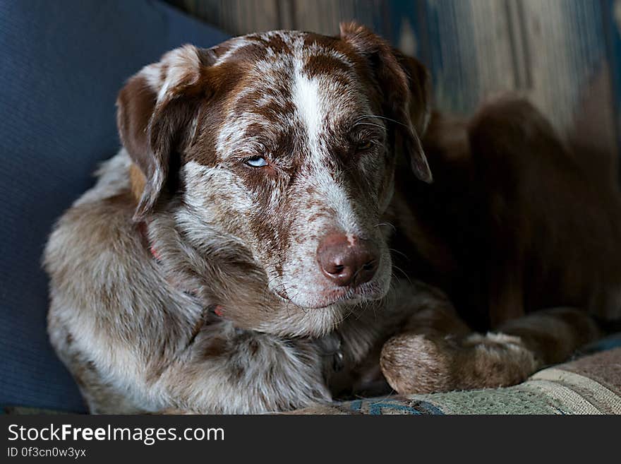 Portrait of brown and white dog indoors. Portrait of brown and white dog indoors.