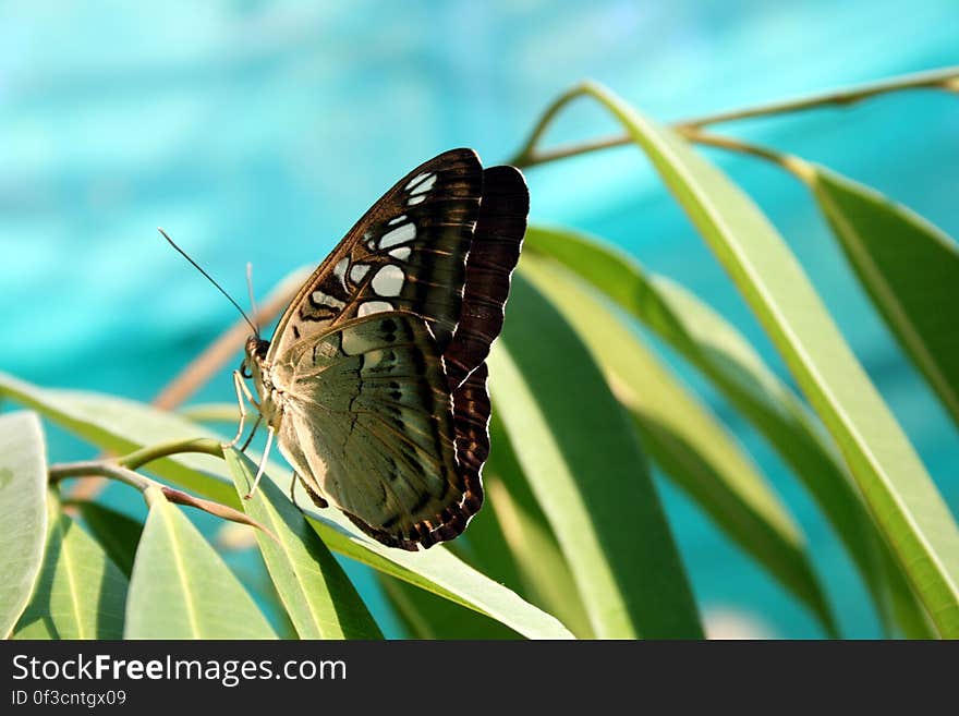 Green Brown Butterfly