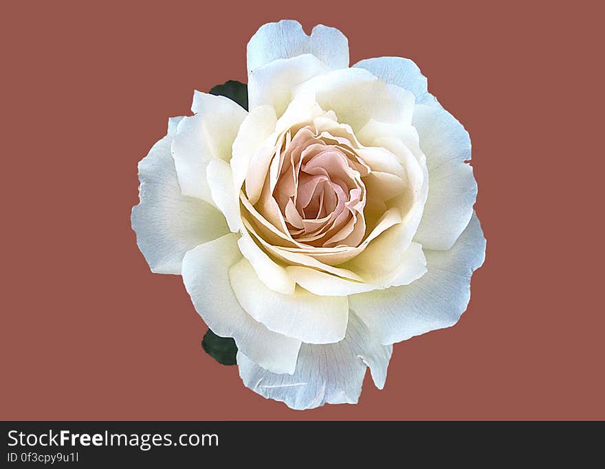 Overhead view of beautiful white rose flower in bloom.