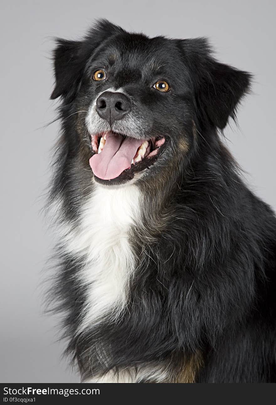 Portrait of a cute collie dog with open mouth, studio background. Portrait of a cute collie dog with open mouth, studio background.