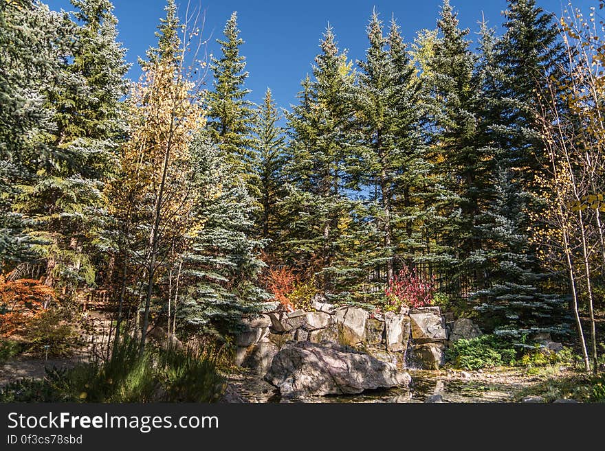 Fir trees in an evergreen forest.