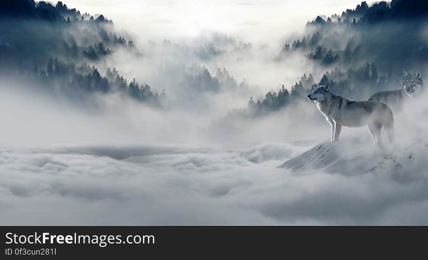 A pair of wolves in foggy mountain in winter.