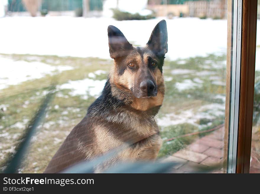 Brown and Black German Sheperd