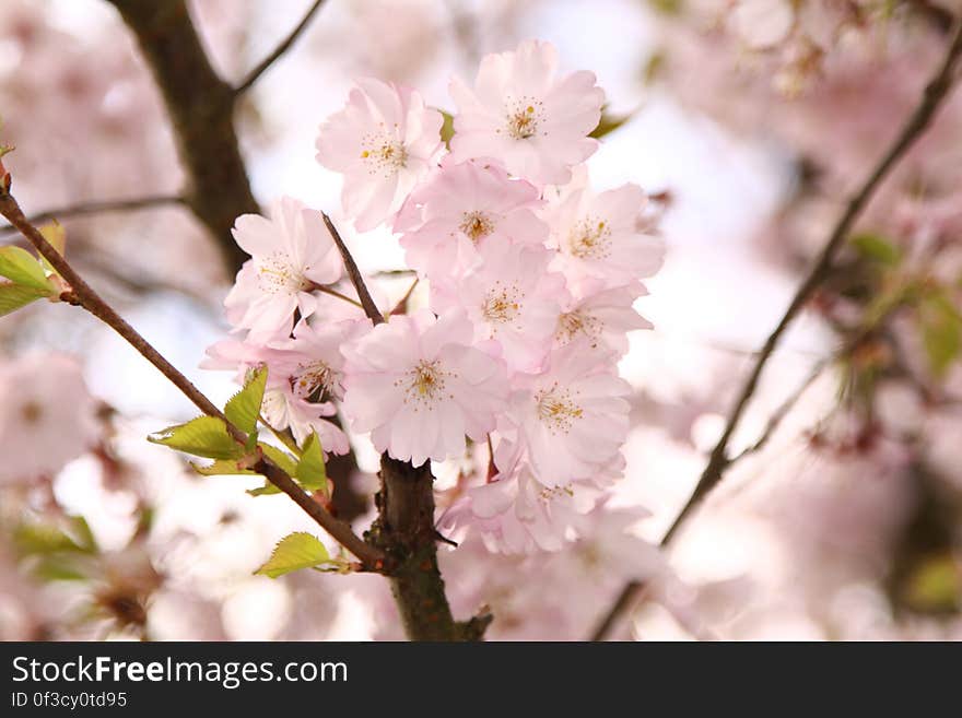 White Flowers