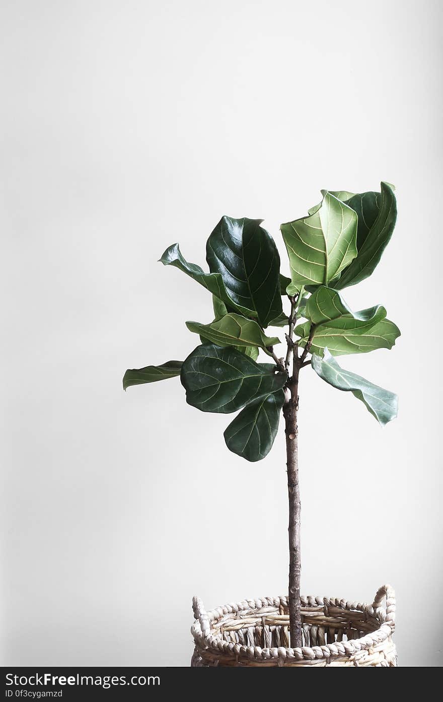 Green Indoor Plant in a Room