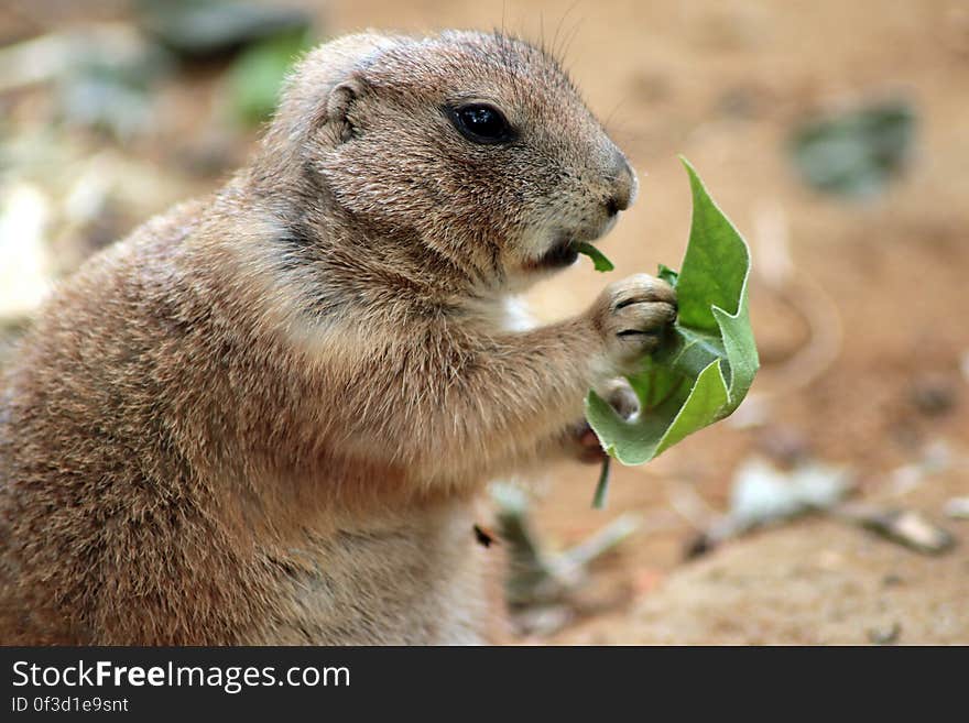 Close Up Photography of Squirrel Holding Green Leaf