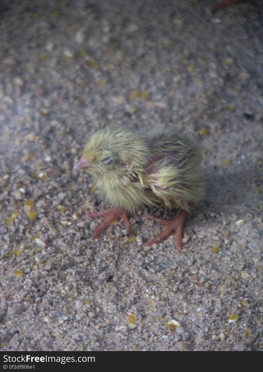 Tiny chicken fledgling at the zoo. Tiny chicken fledgling at the zoo.