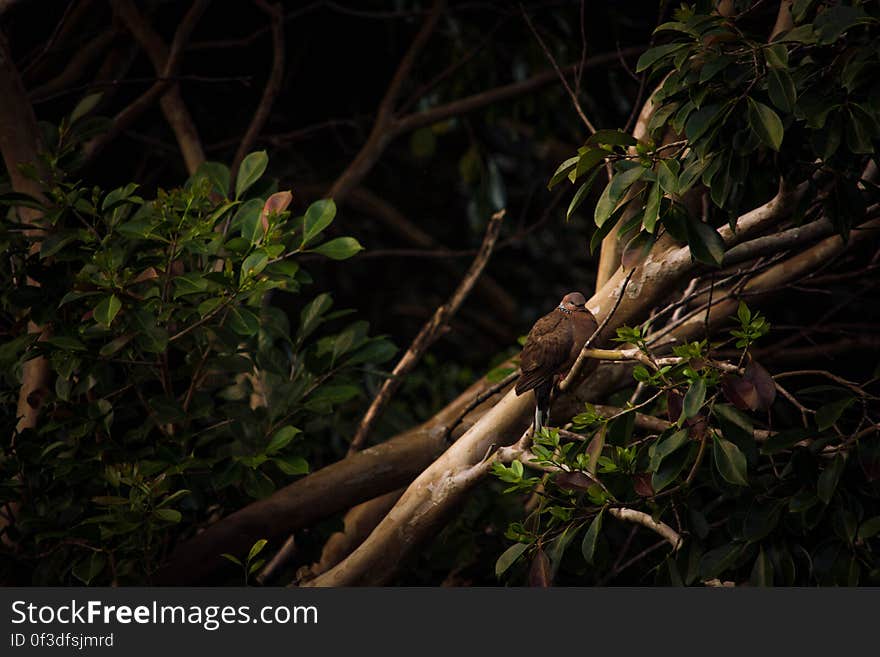 A tropical bird perched on a tree branch. A tropical bird perched on a tree branch.